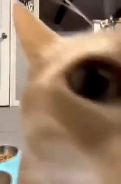 dipcorb