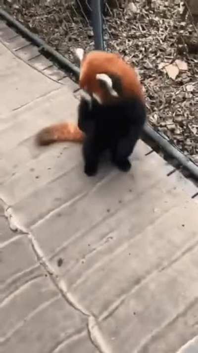 The Red Panda is so unique, it has no close relatives. It's the only living species in its genus and family.