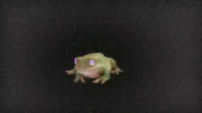 Yo