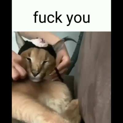 no more funny cat hat
