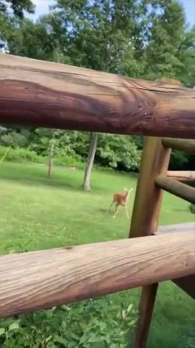 Mother deer comes rushing thinking a baby&rsquo;s cries are coming from her baby