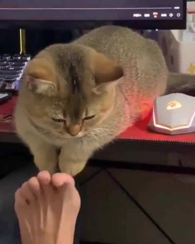 Those little paws