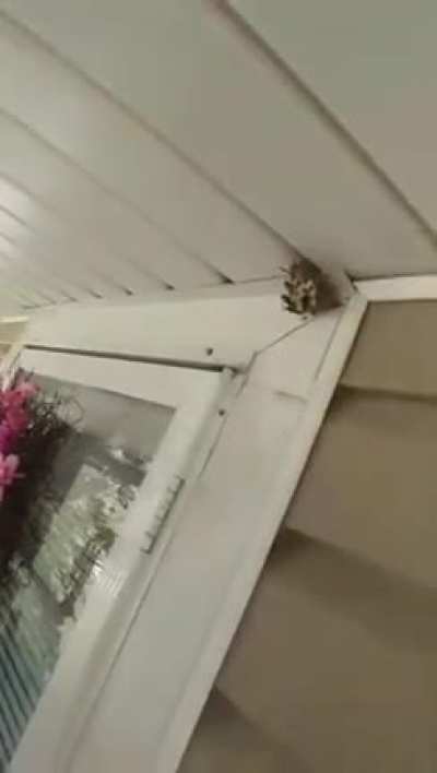 Wasp Exterminator