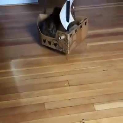 Cat Sparrow