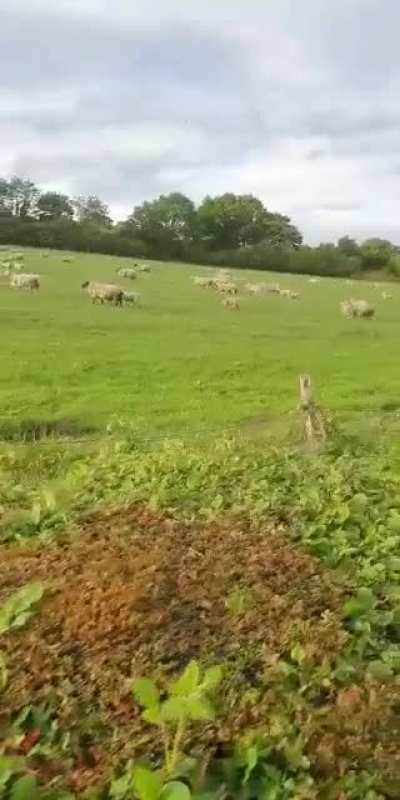 Eid Mubarak err'baddy 😂