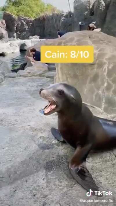 Screaming Sea Lions