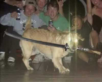 Stop asking what da dog doin
