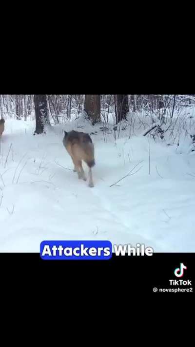 Wolfpacks