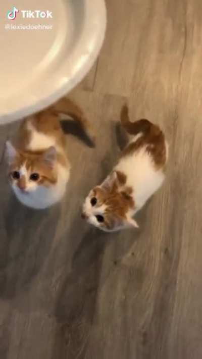 Poor Kitties