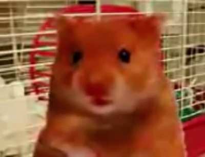Harry the hamster