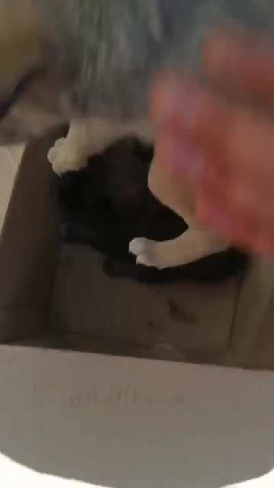 Freedom Russia Legion helped an activist evacuate 20 puppies from Ukraine's New York. They say: "Although they were born under fire, now they are safe and will grow up to be true protectors."