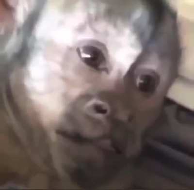 Wat da monke doin