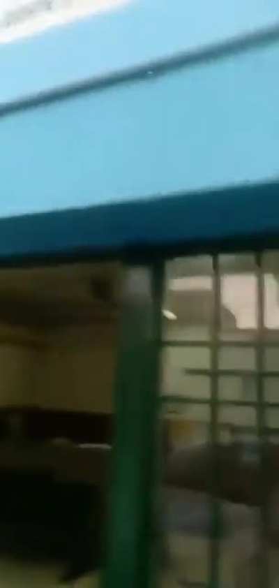 Peronia