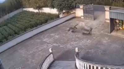 An example of a feral hog actual strength