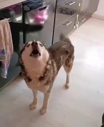 Quite the voice (reupload)