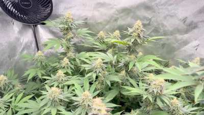 Week 7 flower