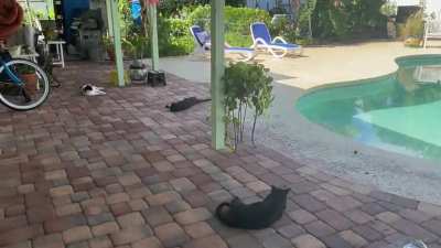 I just dosed all the kitteh’s with fresh nip….