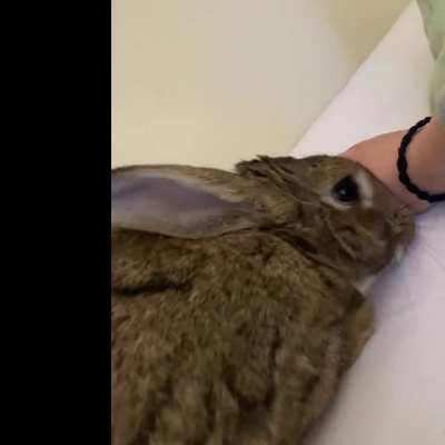 stop petting your bun to see their reaction