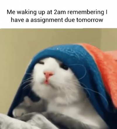 Cat memes are still relevant trust me