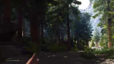 Old growth Forests