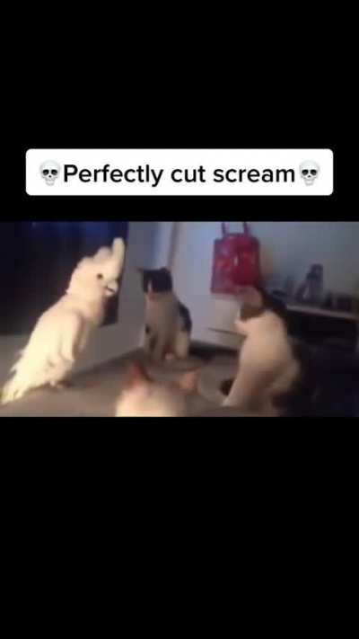 meow meow meow *cat gets up* SET DOWN!!