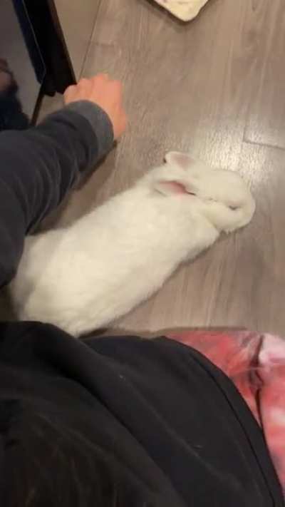 This delightful noodle does the ultimate relax right next to her hooman ma!