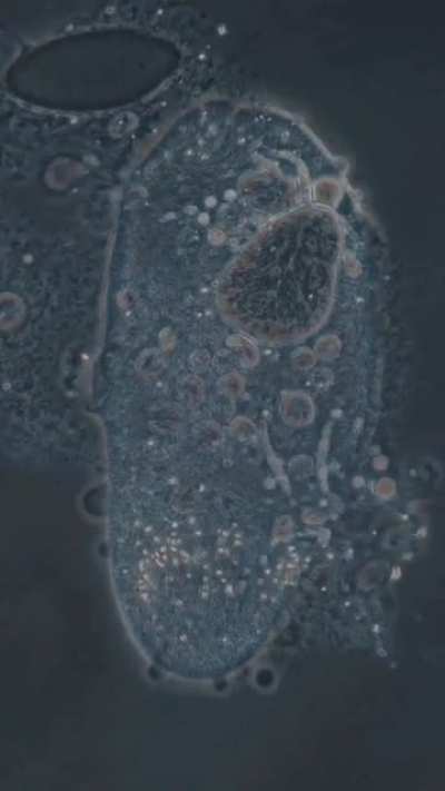 A Unicellular Organism Dying