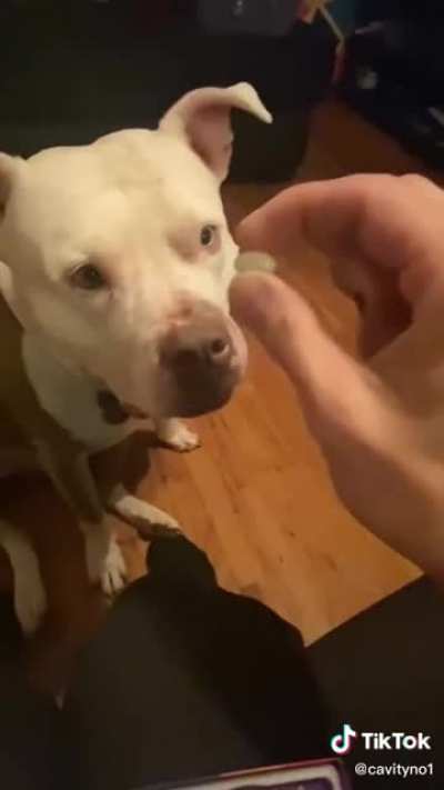 Who&rsquo;s a good boy?