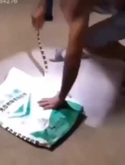 handing a snake