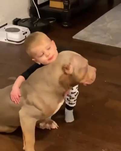 El Pitbull llamado 
