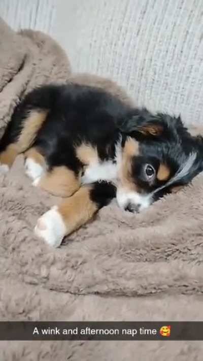 Aww just look at that wink. Willow would like a wink back please