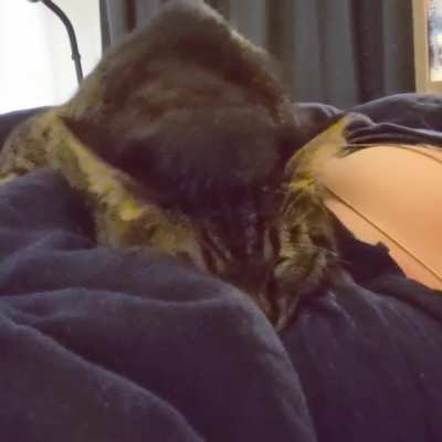 Making biscuits before a nap! Volume up for adorable happy chirping.