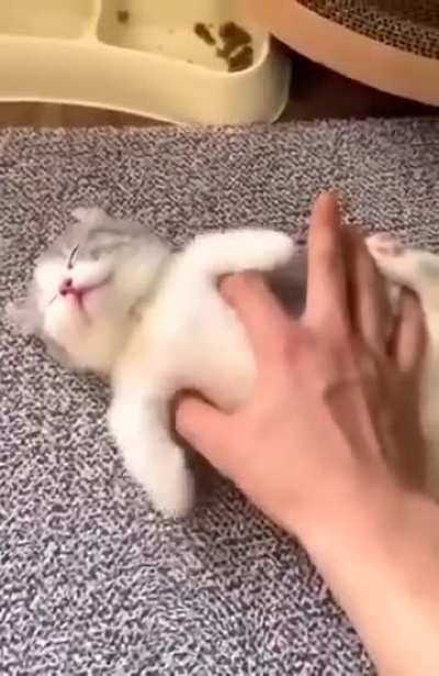 butterfly cat
