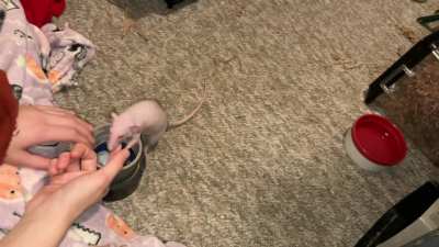 Feta is learning to play basketball!