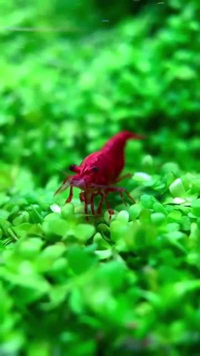 Shrimp