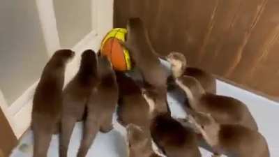 otters to make you feel better rule