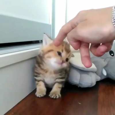 Little tiger 🧡