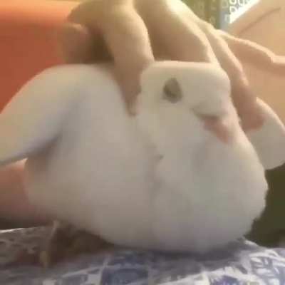 widepeepoHappy