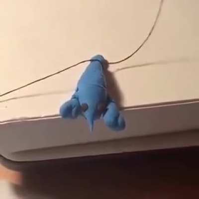 Fuck blue lobster