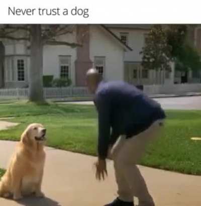Good Doggo!
