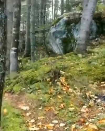 "The breathing ground". This connected tree root system resisting intense winds in Quebec forest, Canada