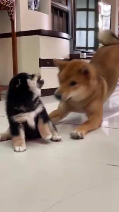 He protec