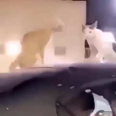 Eis que o Guinas esquece de alimentar os gatos: