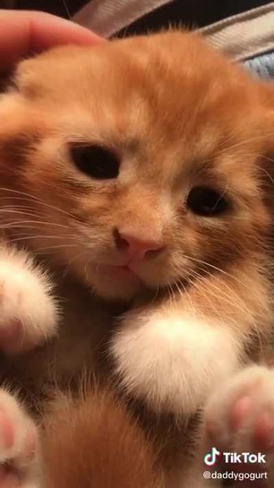 Un mishi tierno para que no est&eacute;n tristes 😳