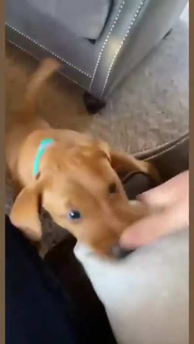 puppy attacks a man (warning: very cute)