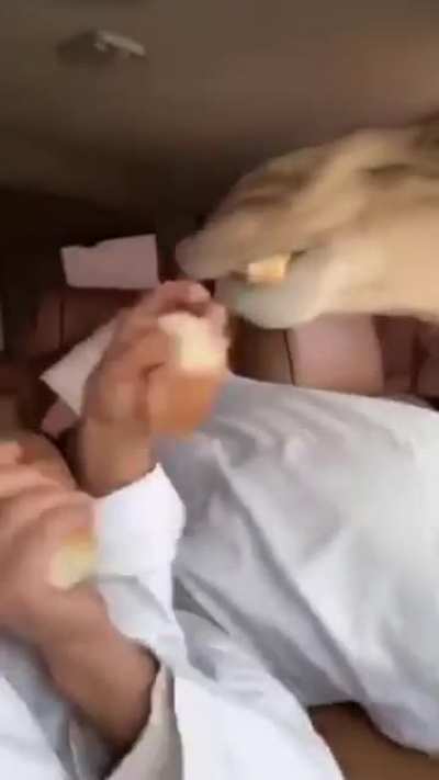 camel