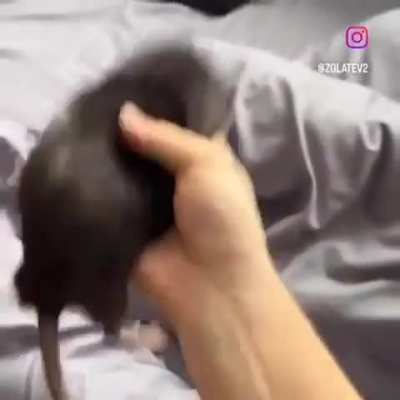 losercity skills