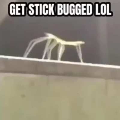 Get stick bug lol