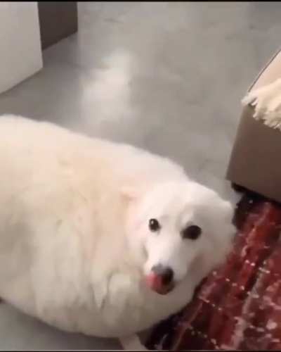 Chonkers!!