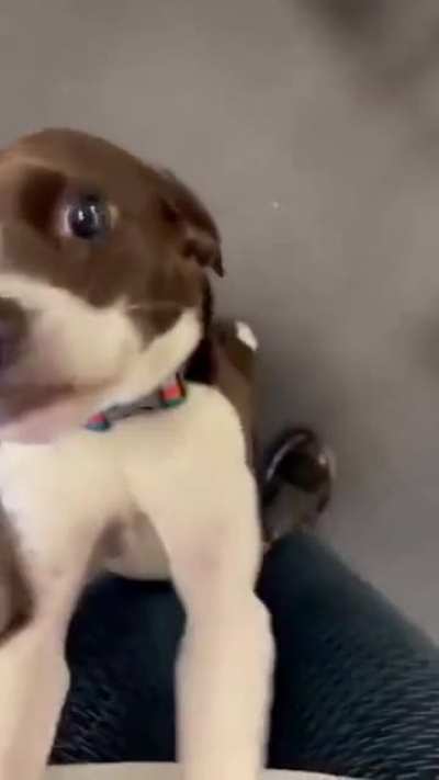 Dogs reacting to their names being called.